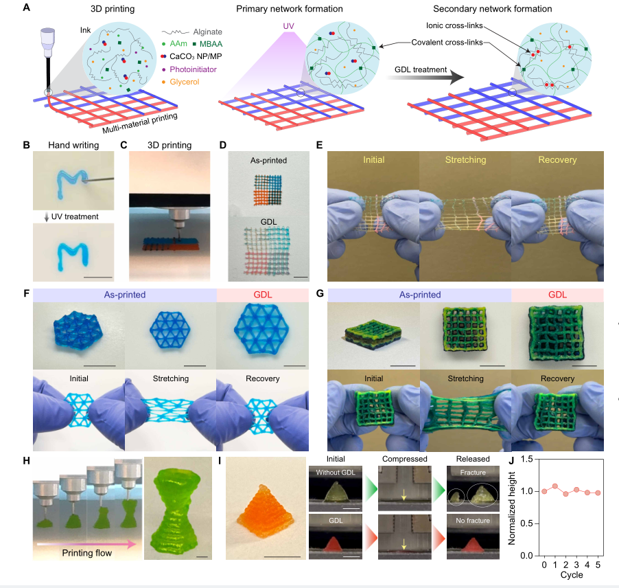 學(xué)術(shù)分享 I 利用3D打印按需交聯(lián)水凝膠，調(diào)制時(shí)空韌性實(shí)現(xiàn)定制機(jī)械性能的研究