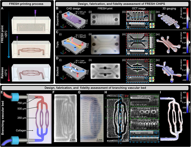 學(xué)術(shù)分享 I 生物3D打印膠原蛋白高分辨率內(nèi)部可灌注支架，用于構(gòu)建完全生物組織系統(tǒng)