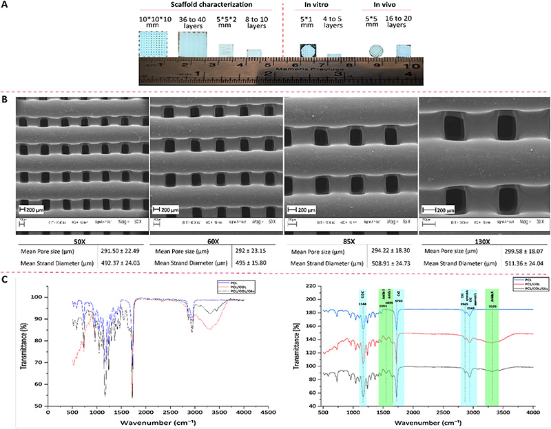學(xué)術(shù)分享 I 外泌體功能化膠原涂層3D打印PCL支架促進(jìn)成骨分化與骨再生研究