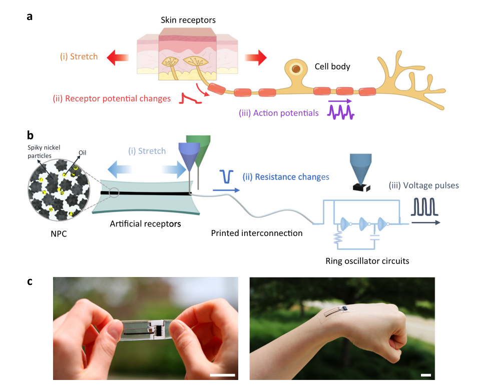 學(xué)術(shù)分享 I 仿生人工緩慢適應(yīng)型I類感覺神經(jīng)元的混合 3D打印