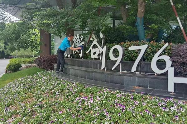 綠植養(yǎng)護(hù)技巧分享，打造室內(nèi)綠意盎然