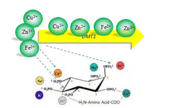 紅外光譜技術(shù)在有機(jī)微量元素中的應(yīng)用
