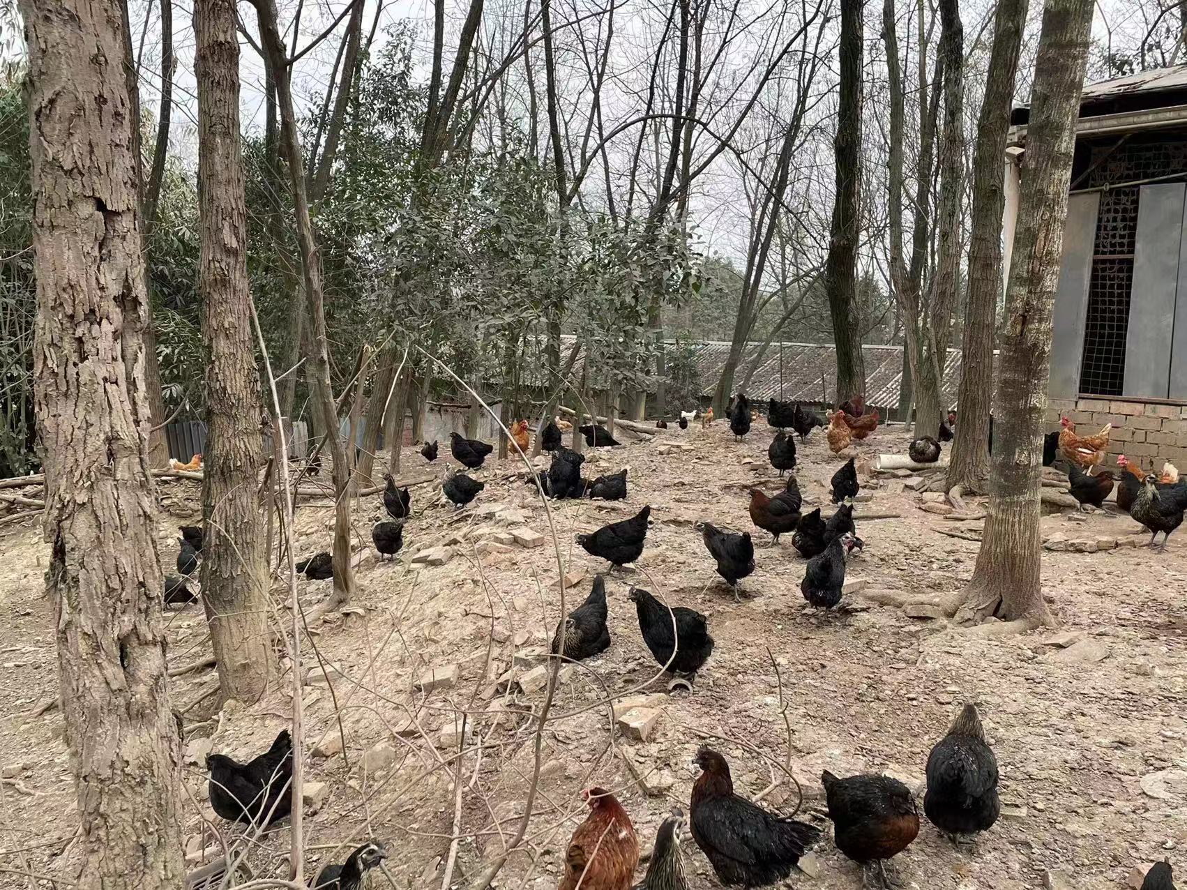 土雞蛋的好處：健康、營(yíng)養(yǎng)與美味并存的天然之選