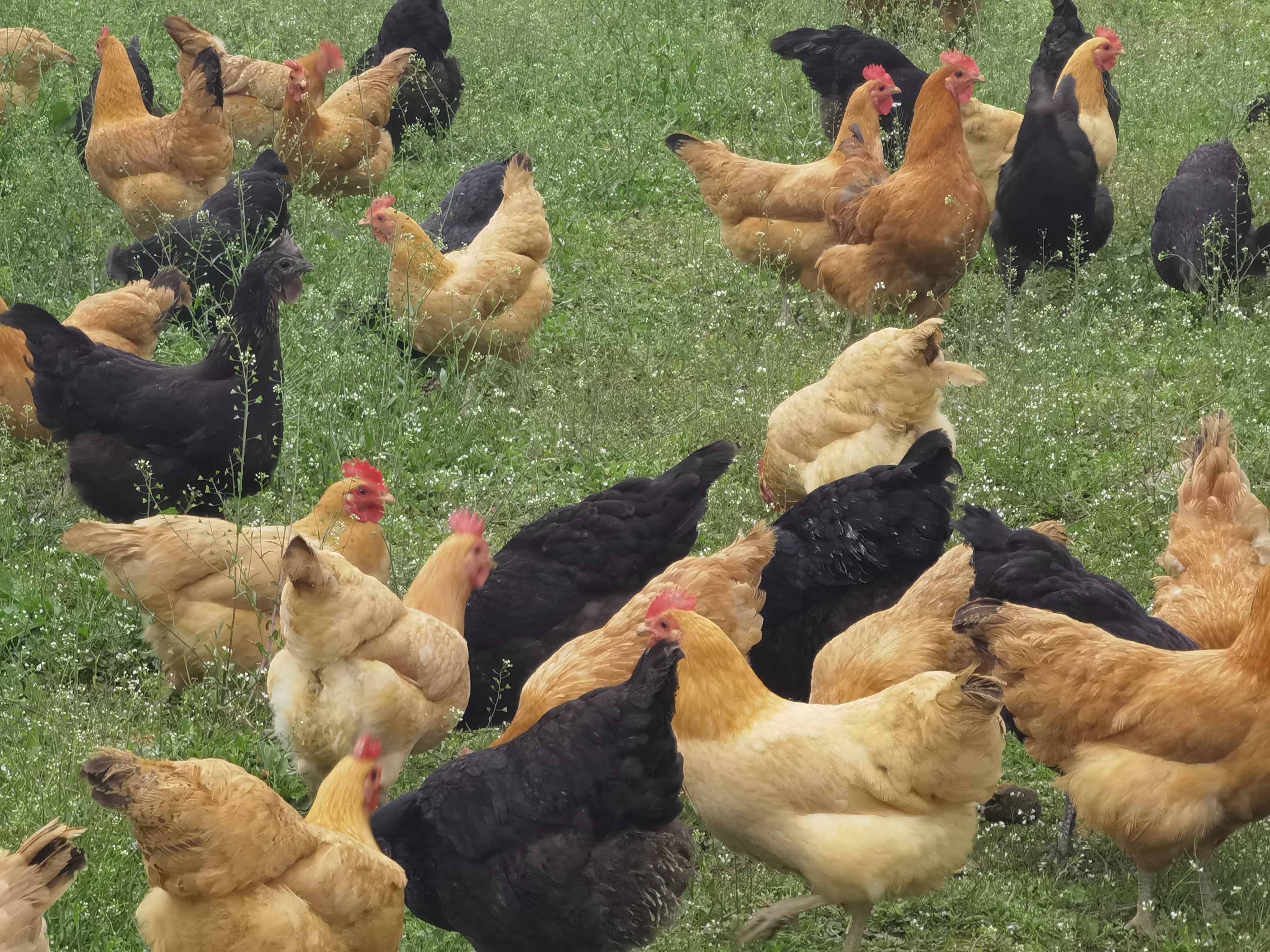 成都市楊子農(nóng)業(yè)有限公司：生態(tài)養(yǎng)殖鑄就高質(zhì)量禽蛋品牌