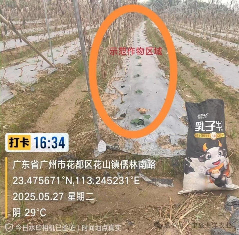 試驗二絲瓜