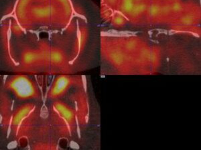 認(rèn)可小動(dòng)物成像技術(shù)指導(dǎo),小動(dòng)物成像