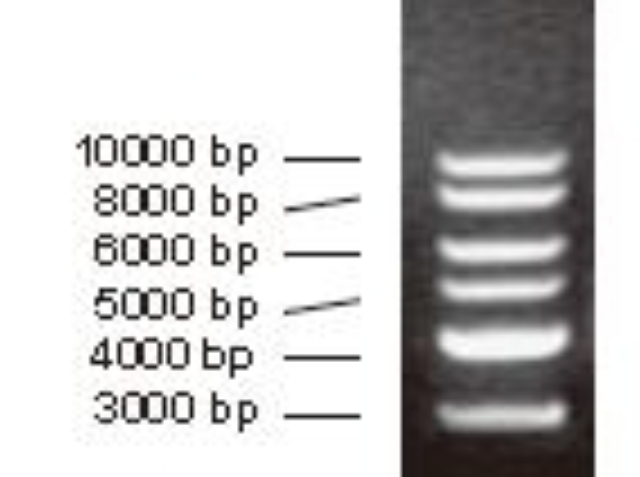 滅活病毒標樣標尺貨源充足,標樣標尺