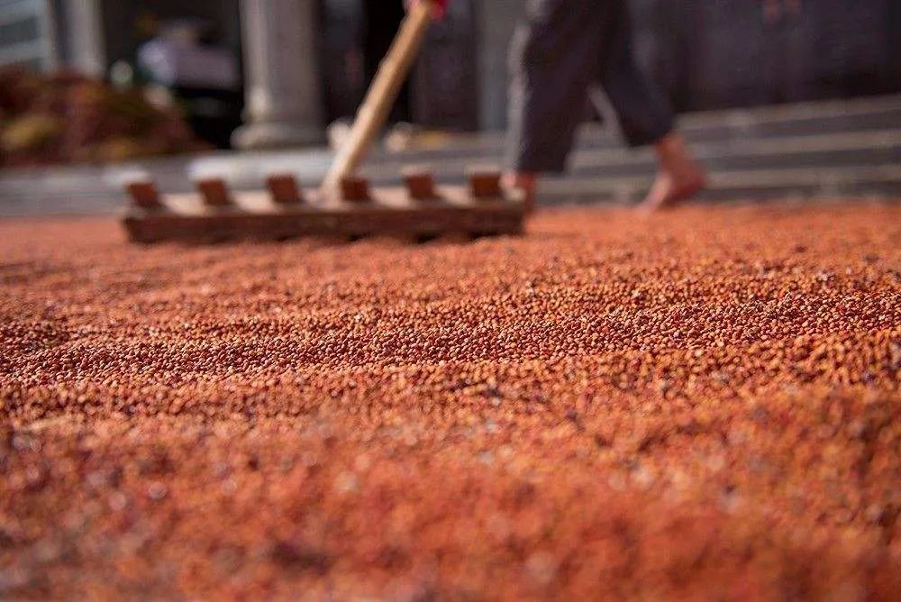 茅臺鎮(zhèn)紅纓子糯高粱