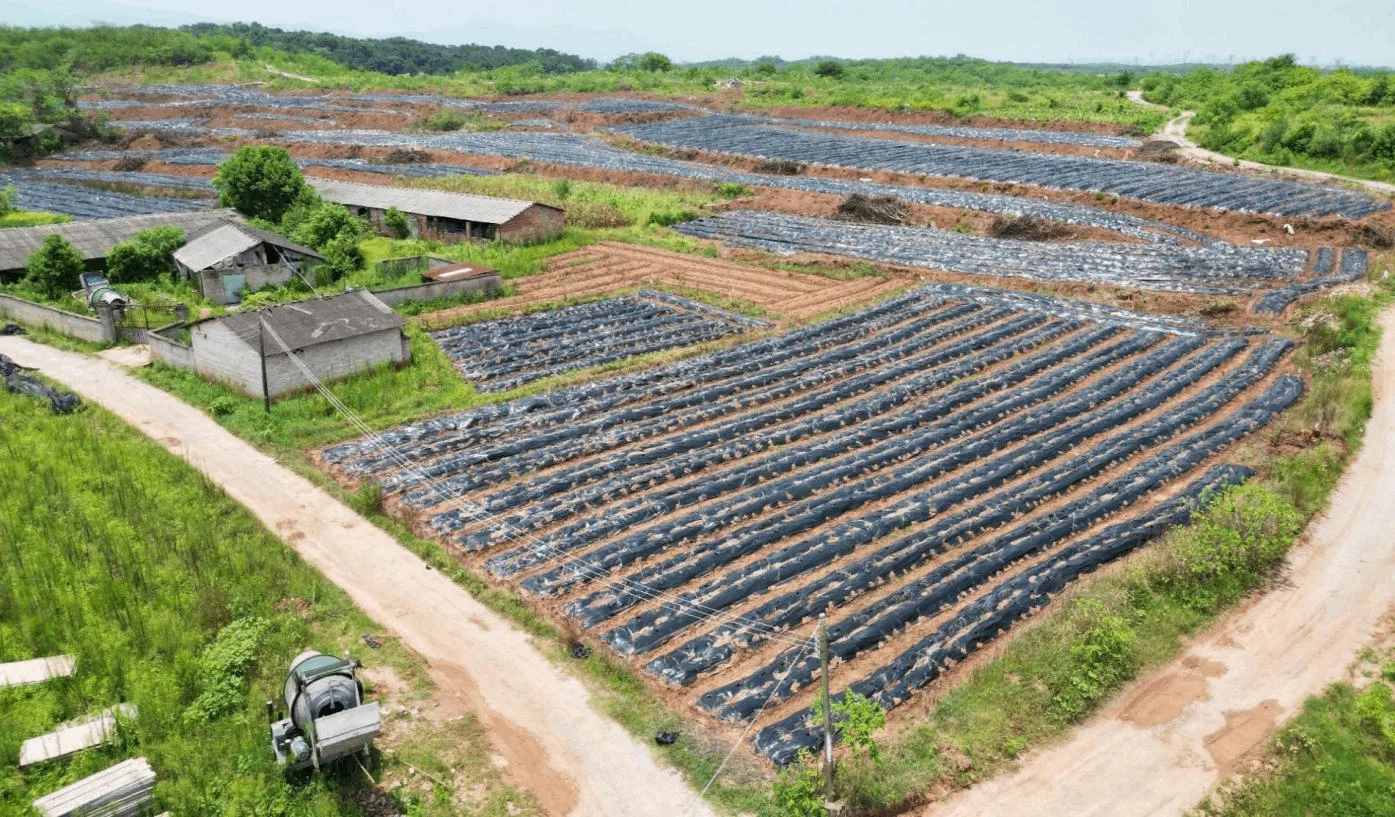 生態(tài)環(huán)境治理：共建綠色家園，守護(hù)地球未來