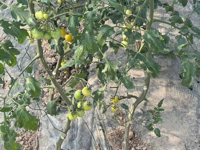 哪些是小番茄配送,小番茄