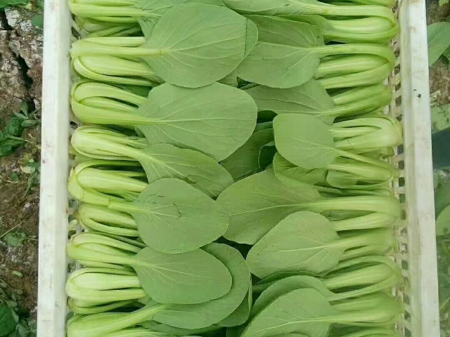 名貴青菜常用知識
