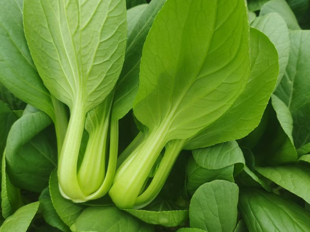 冬季青菜產(chǎn)量