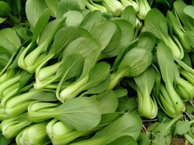 天然青菜常用知识