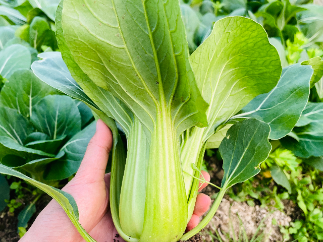 特色青菜常用知識(shí)