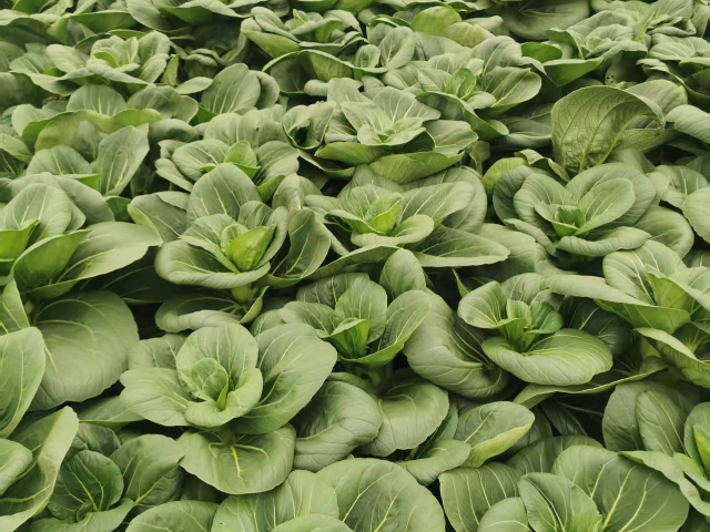 功能性青菜性价比