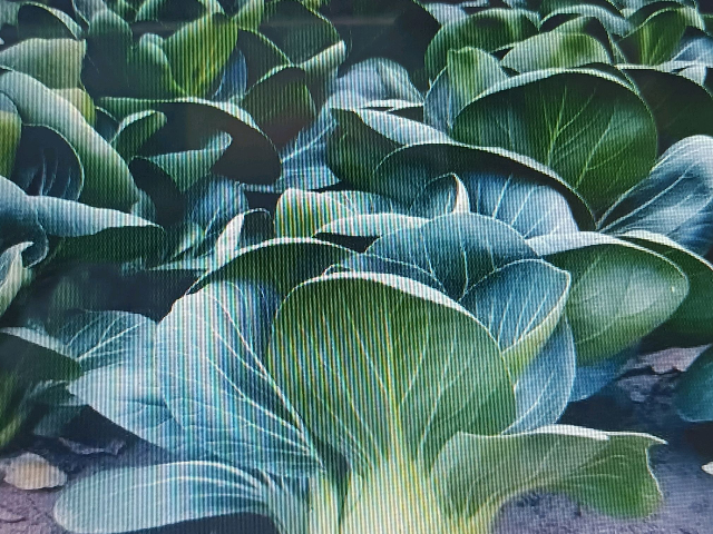 青菜均價
