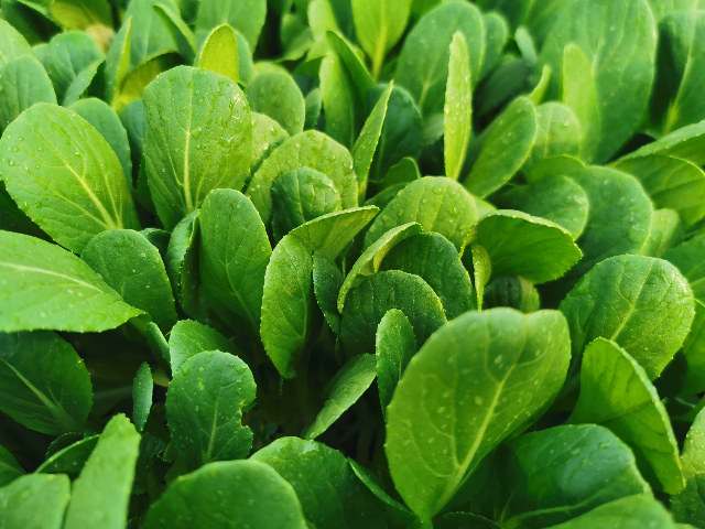 怎樣青菜運(yùn)輸價(jià)
