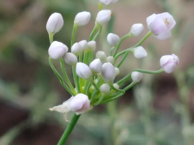 天然摘蒙花零添加,摘蒙花