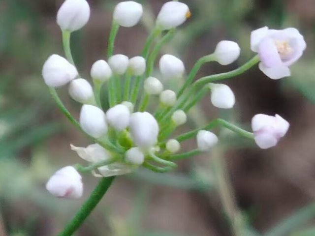 北京吕梁特产摘蒙花调味,摘蒙花