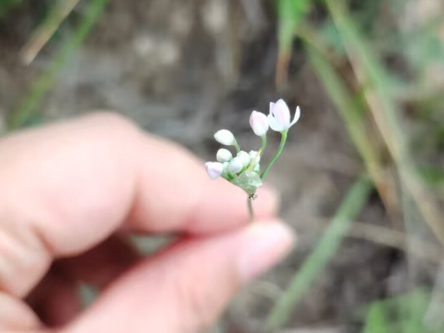 新疆野生摘蒙花炒菜,摘蒙花