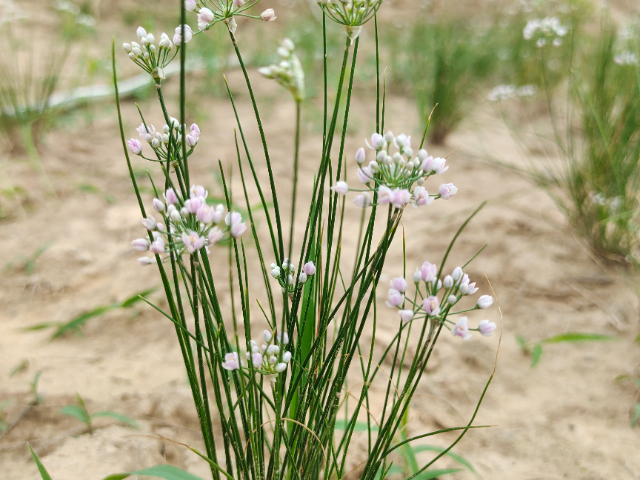 河南天然摘蒙花拌菜,摘蒙花
