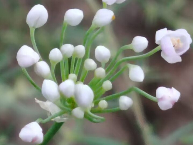天然摘蒙花零添加,摘蒙花