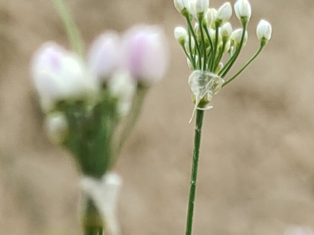 中国澳门非遗摘蒙花,摘蒙花