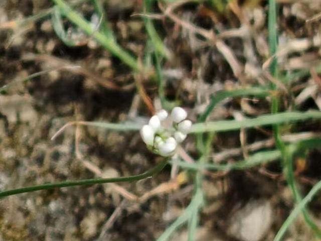 重庆零添加摘蒙花炒菜,摘蒙花