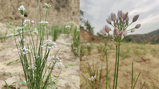 重庆零添加摘蒙花炒菜,摘蒙花