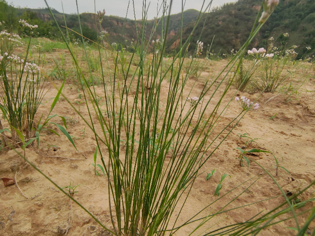 湖南非遗摘蒙花辣酱,摘蒙花