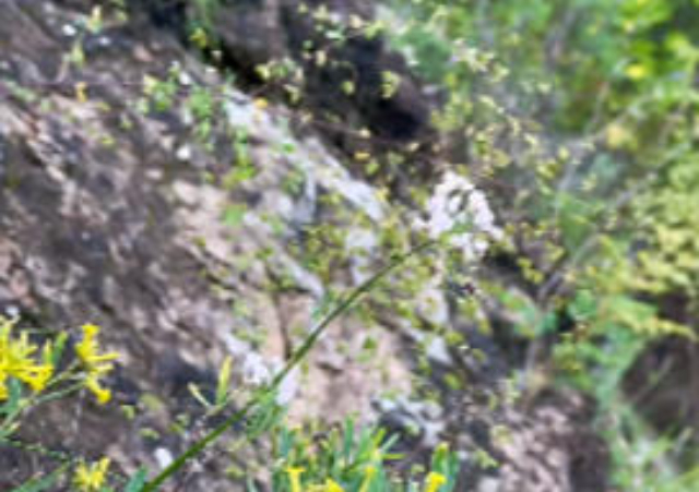 海南调料传统技艺,调料