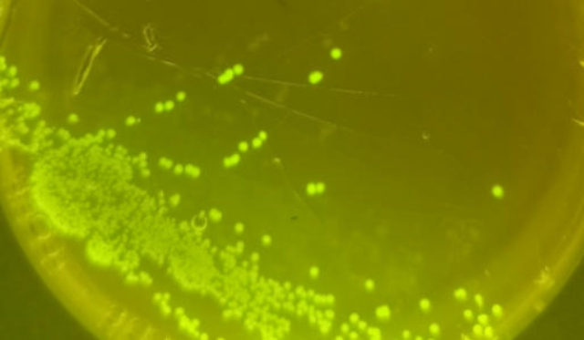 吳興區常規PCG生物載體現貨