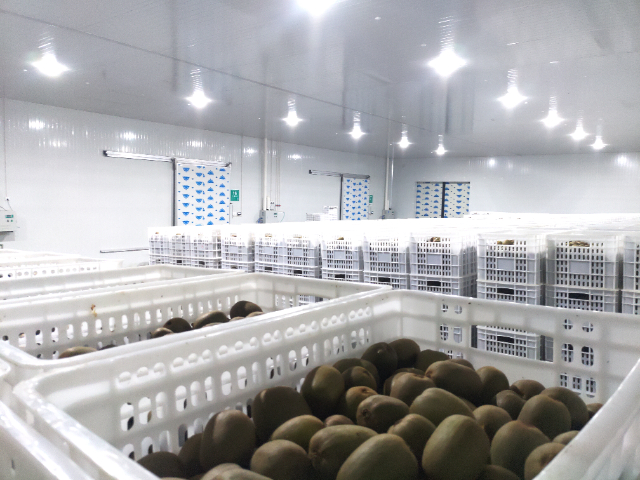 成都丑橘冷庫設(shè)計(jì)哪家好 歡迎來電 成都百年冷凍工程設(shè)備供應(yīng)