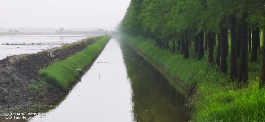 山東公園混凝土批發(fā) 上海順巧生態(tài)環(huán)境工程供應