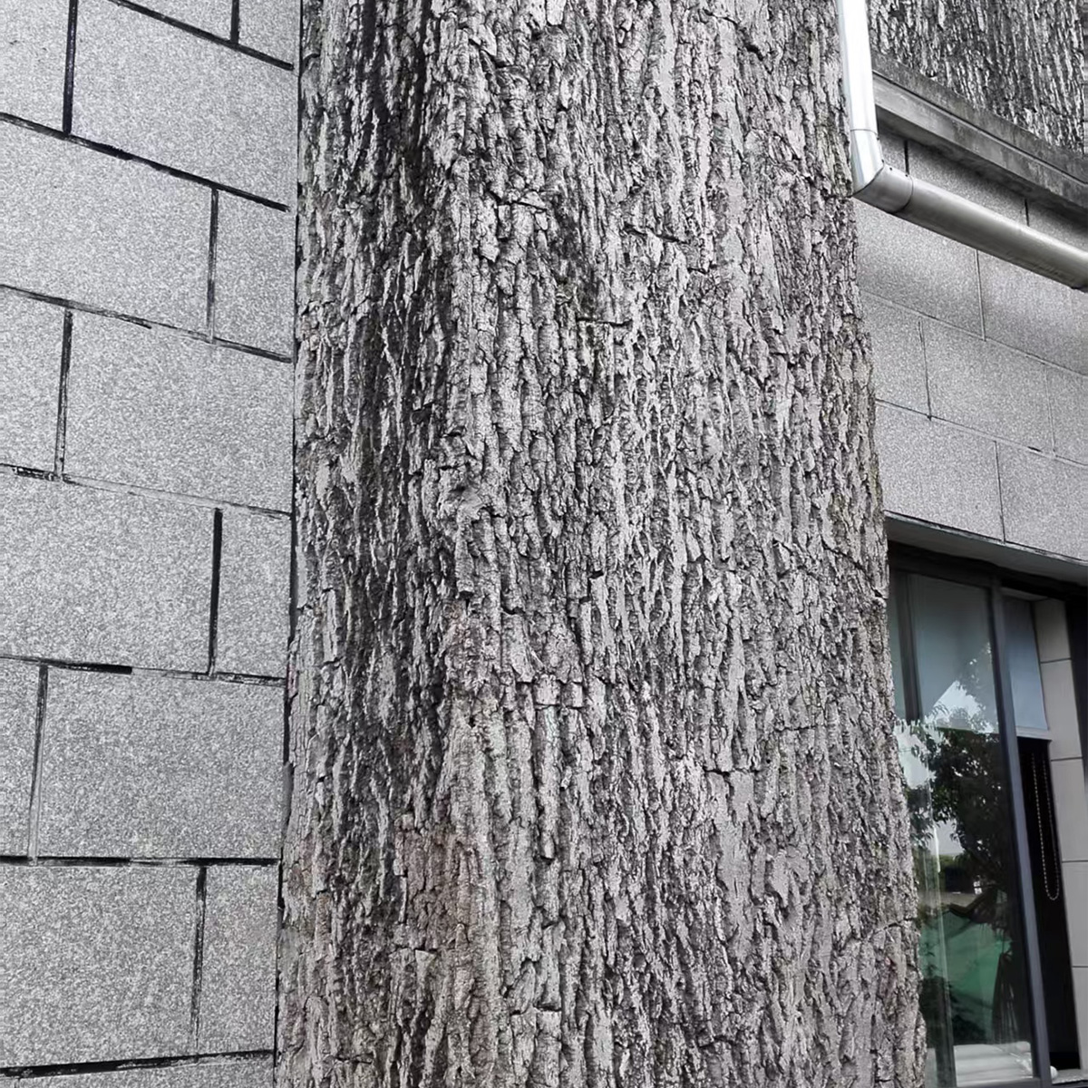 Cork Bark Wall Panel | Textured 3D Acoustic Wall Decor - MASR&D