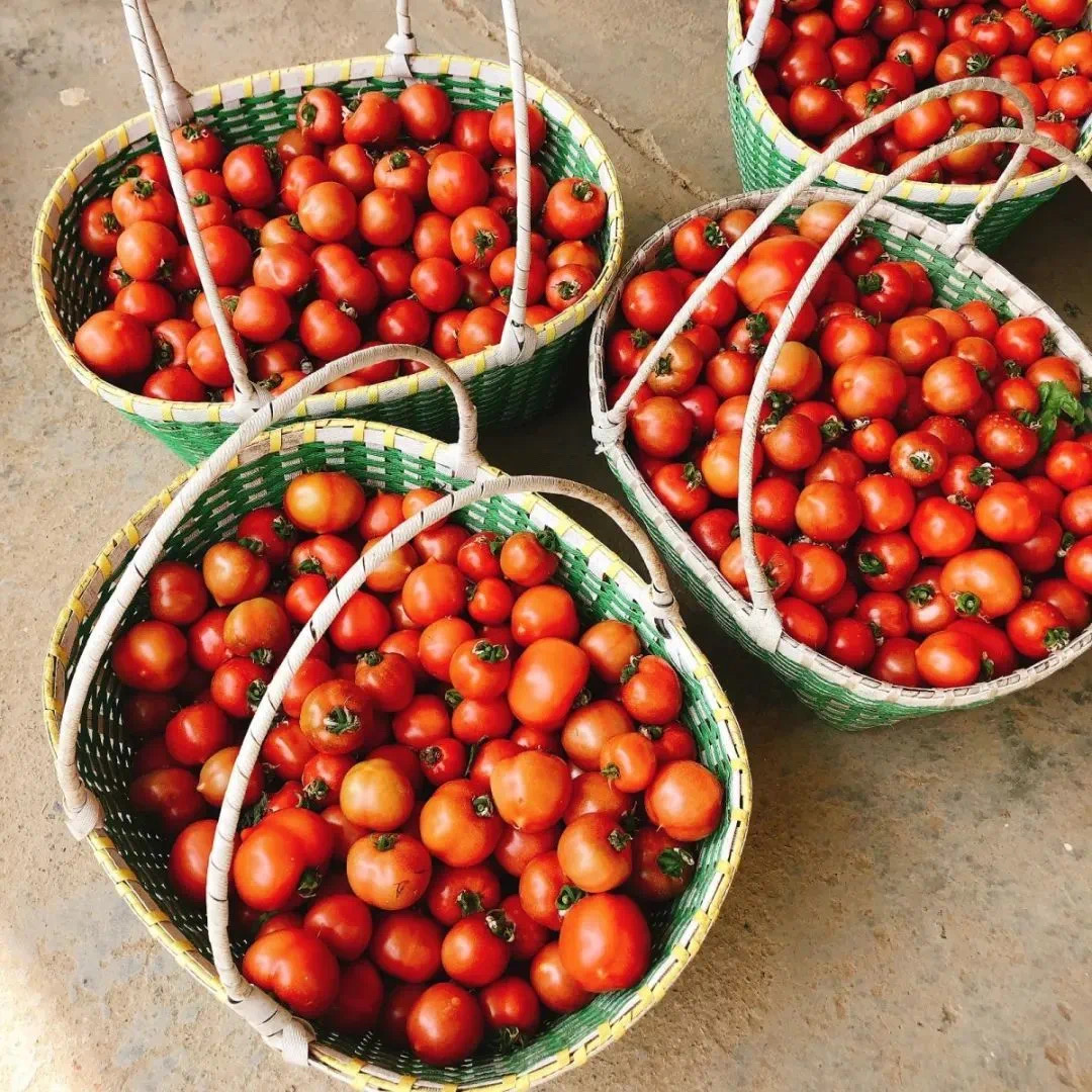 進(jìn)口小番茄農(nóng)藥|進(jìn)口小番茄銷(xiāo)售價(jià)格|進(jìn)口小番茄市場(chǎng)