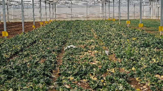 蔬菜叶菜常用知识