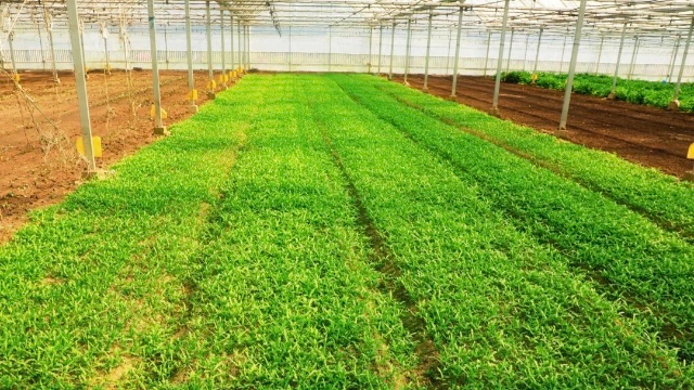 上海质量叶菜种植时间,叶菜