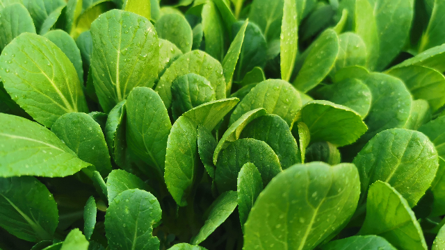 浦东新区常规叶菜价格比较