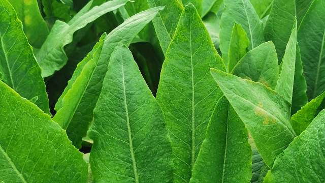 浦东新区什么是叶菜活动