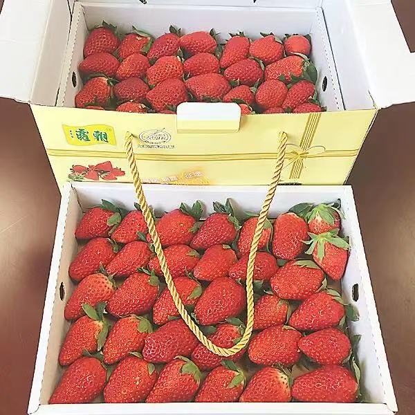 夏季草莓單價(jià)|夏季草莓定制價(jià)格|夏季草莓價(jià)格比較