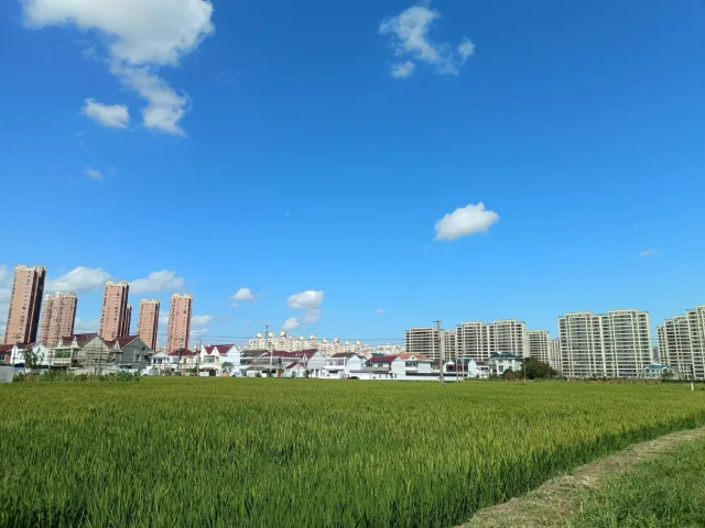 冬季草莓養(yǎng)殖,草莓