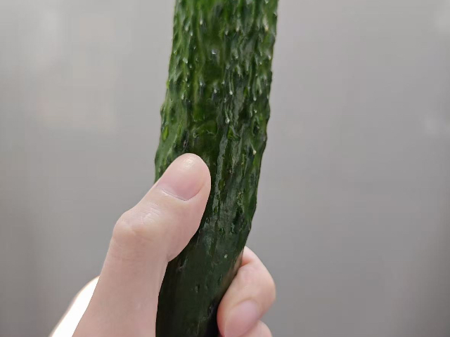 春季黄瓜报价行情