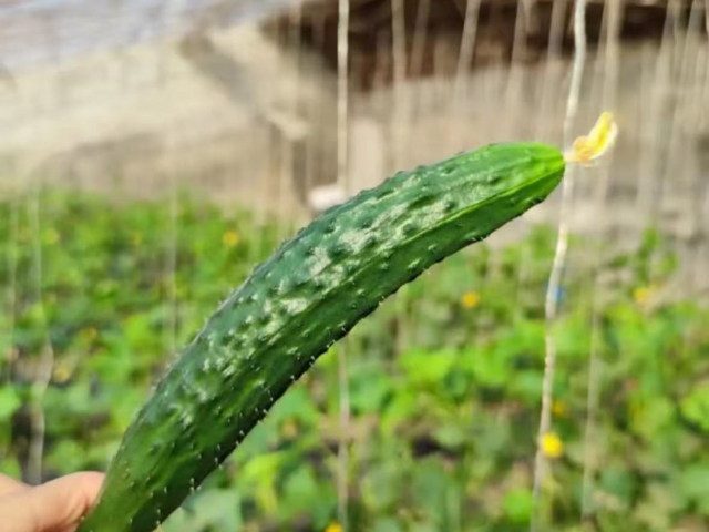 春季黄瓜商家,黄瓜