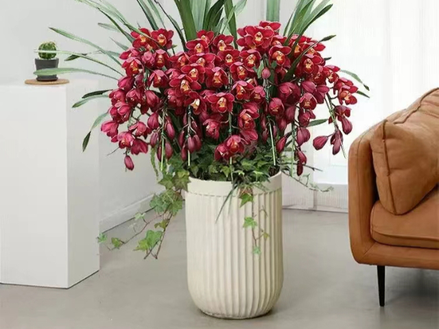 青浦區(qū)無憂花卉出租上門養(yǎng)護(hù) 客戶至上 上?；蹢鲌@藝景觀設(shè)計(jì)供應(yīng);