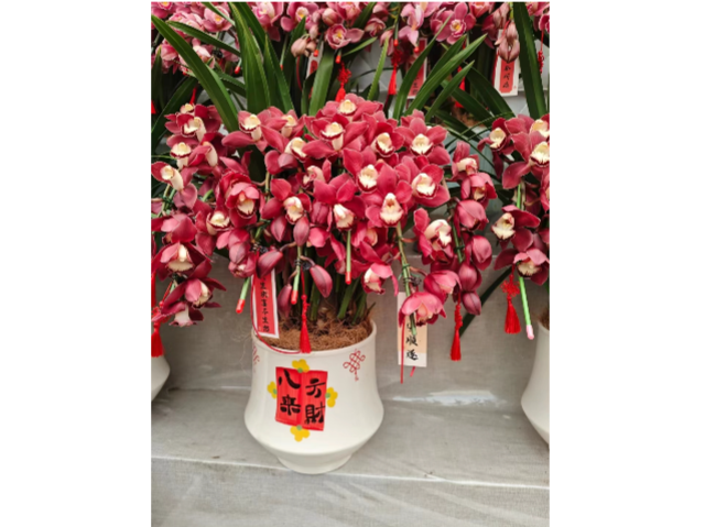 青浦區(qū)無(wú)憂出租花卉服務(wù) 貼心服務(wù) 上海慧楓園藝景觀設(shè)計(jì)供應(yīng)