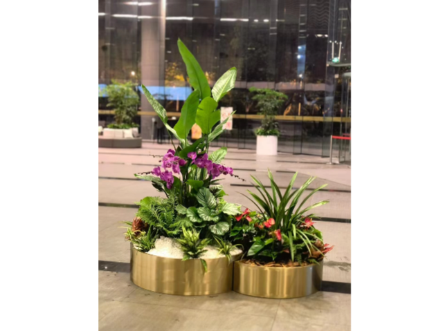 長寧區(qū)品種豐富花卉租賃 真誠推薦 上海慧楓園藝景觀設(shè)計(jì)供應(yīng)