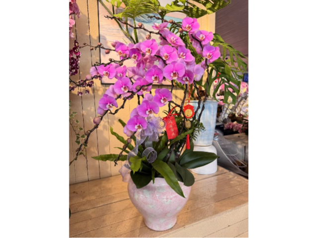 寶山區(qū)一站式花卉出租哪家性價比高 歡迎來電 上?；蹢鲌@藝景觀設(shè)計供應(yīng);