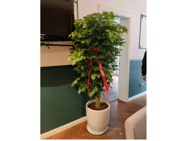 虹口区庭院景观室外绿化养护哪家好