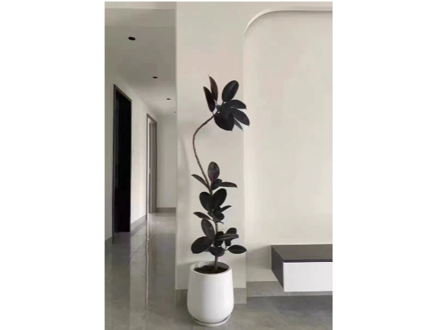 普陀區(qū)中型出租綠植聯(lián)系電話 和諧共贏 上?；蹢鲌@藝景觀設計供應